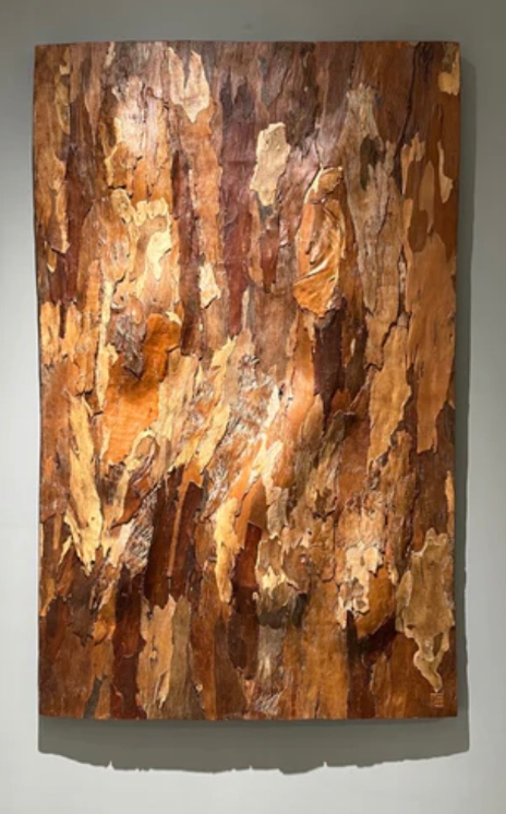 Eucalyptus Tereticornis