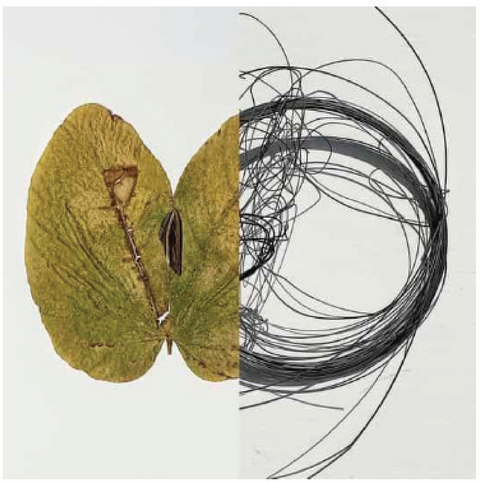 THE BUTTERFLY EFFECT